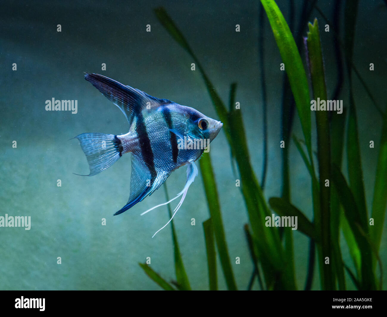 Blue Zebra Angelfish in tank fish (Pterophyllum scalare) Stock Photo