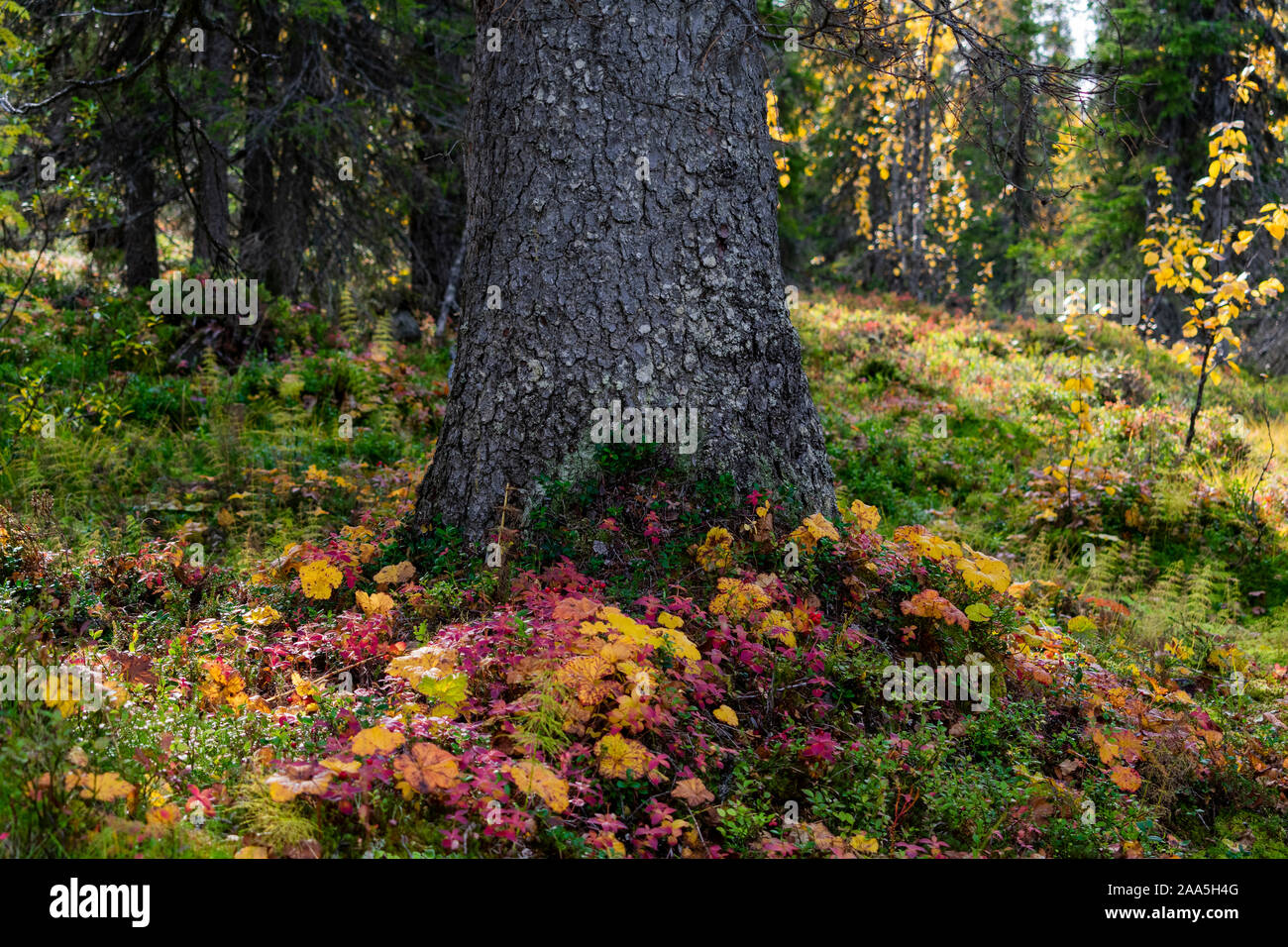 Colorful wild flowers around tree at swedish lapland bush. Kungsleden. Stock Photo