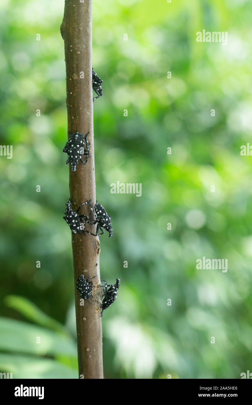 Black nymph stage, spotted lanternfly on sumac tree, Berks County, Pennsylvania Stock Photo