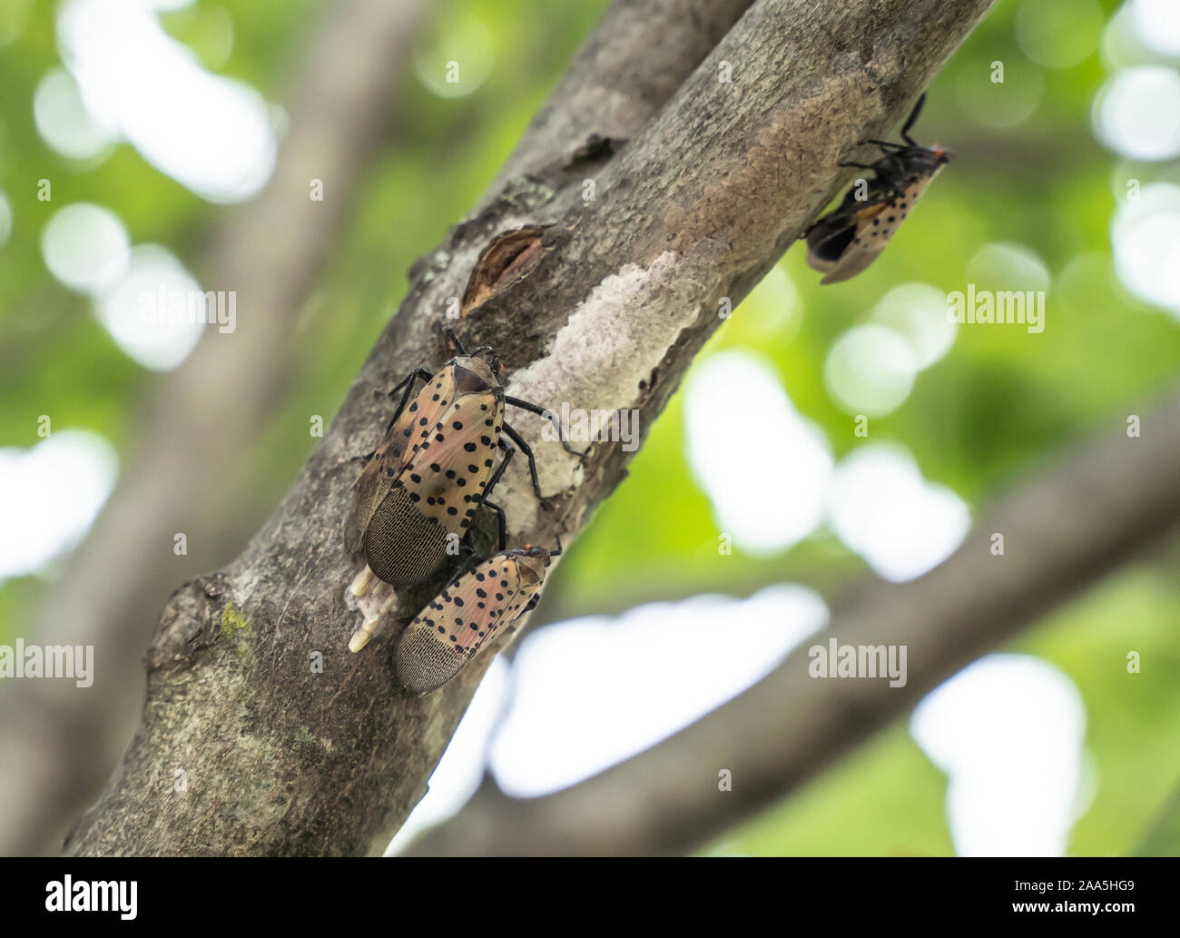 Spotted Lanternfly (lycorma delicatula) lays eggs on tree. Infestations have caused Pennsylvania's Department of Agriculture to issue a quarantine. Stock Photo
