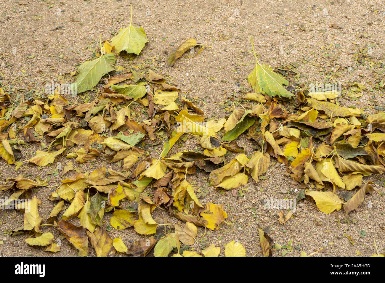 Autunm leaves on the ground Stock Photo