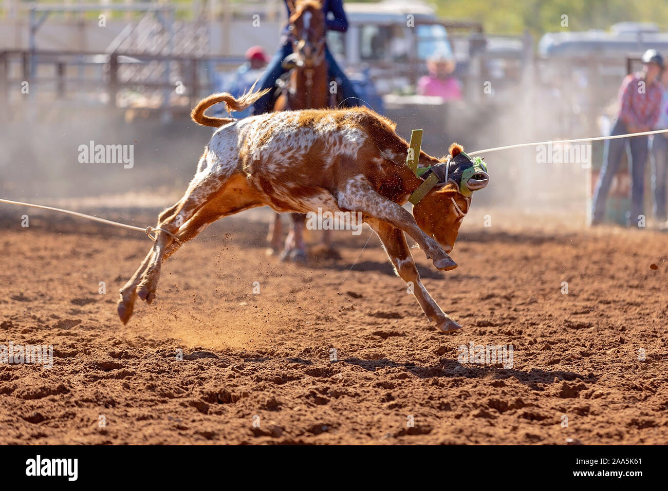 Calf being lassoed in a team calf roping event by cowboys at a country rodeo Stock Photo