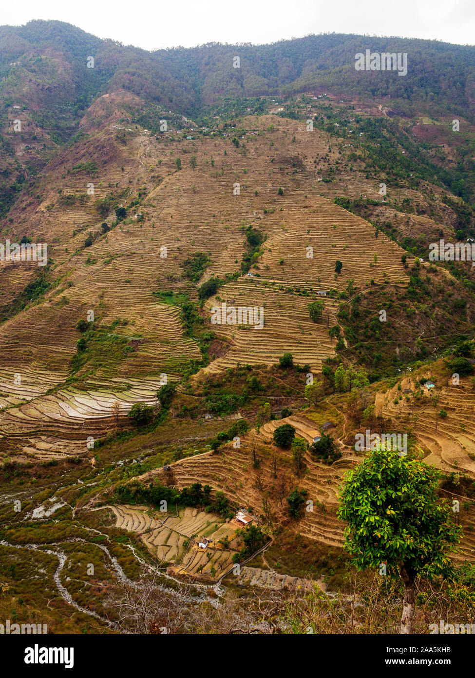Extensive terraced fields at the remote village of Dalkanya on the Nandhour Valley, Kumaon Hills, Uttarakhand, India Stock Photo