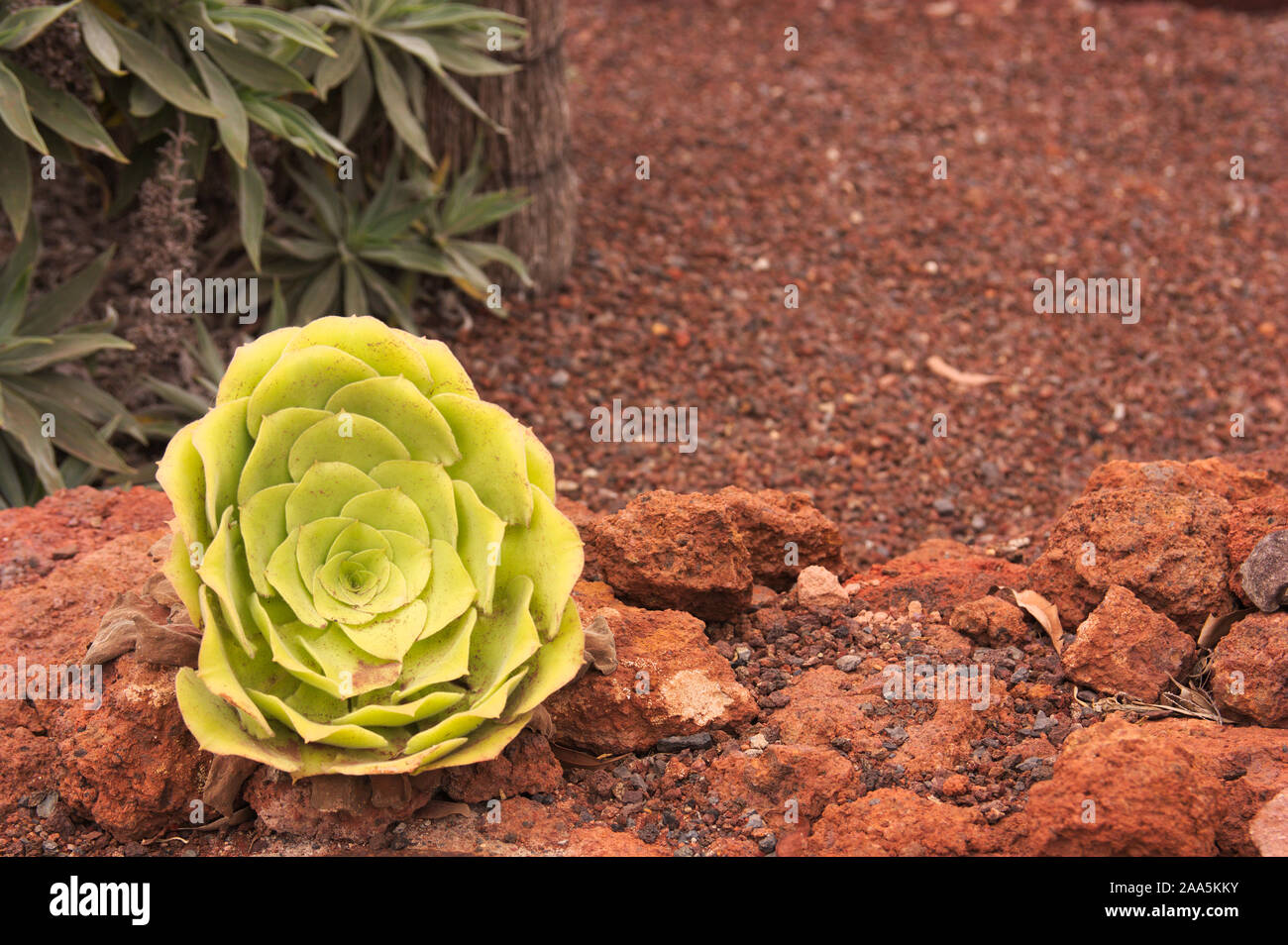 A detail of a bejeque rosette (Aeonium canariense), this is a species of plant belonging to the family Crassulaceae. It is mostly in La Gomera, in the Stock Photo