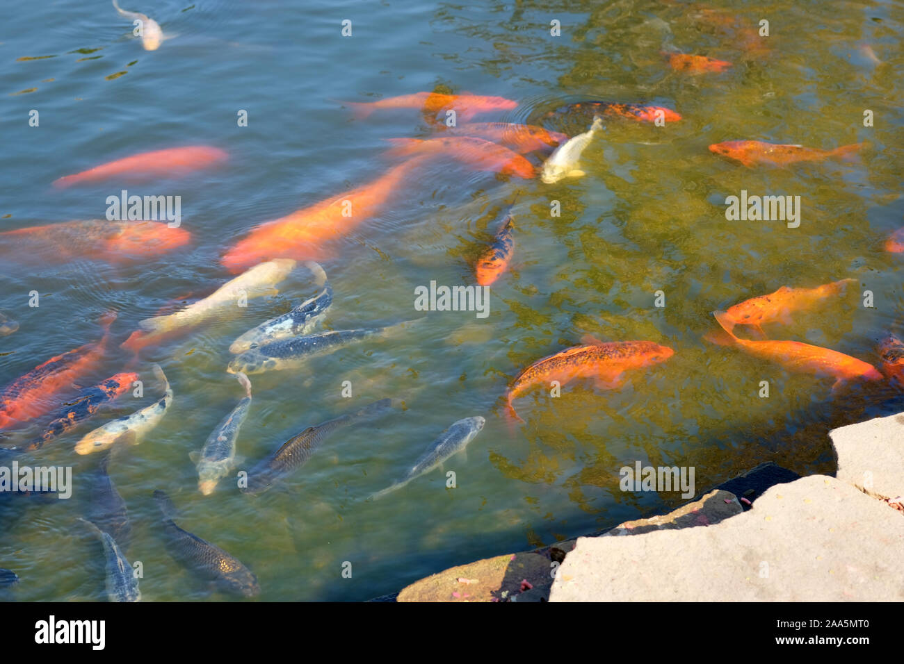 Small pond in the park with colorful fish top view. Breeding of koi carp or brocade carp in a pond. Golden fish swim in a pond in a botanical garden. Stock Photo