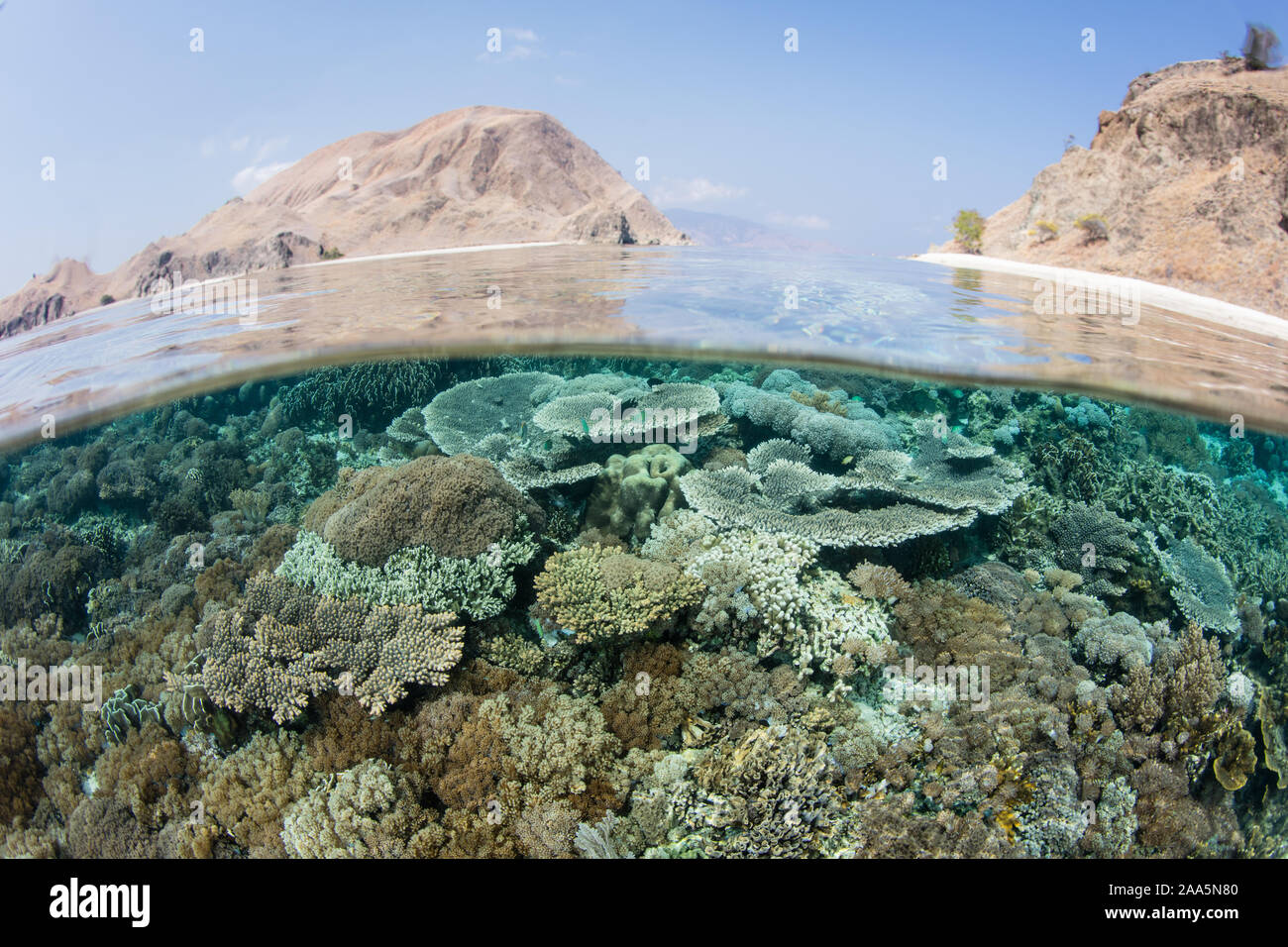 An amazing coral reef thrives in Komodo National Park, Indonesia. This tropical area is known for its extraordinary marine biodiversity. Stock Photo