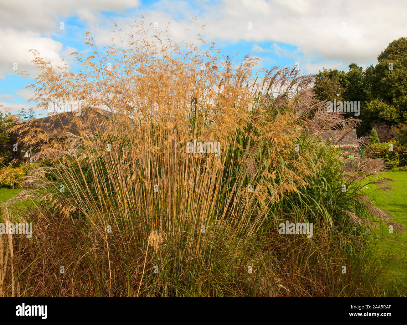 Large clump of Ornamental grass Stipa growing in a large bed of various grasses. A deciduous fully hardy perennial Stock Photo