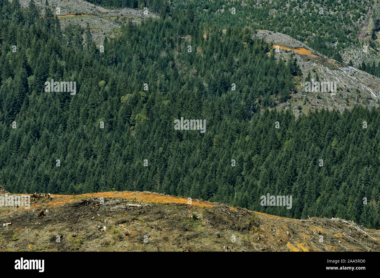 Clearcut forests in Bureau of Land Management (BLM) lands in the Coast Range, Coos County