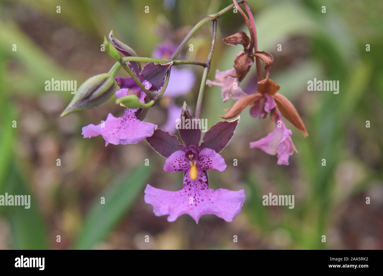 Caucaea phalaenopsis orchids in the Quito Botanical Gardens, Quito, Ecuador Stock Photo