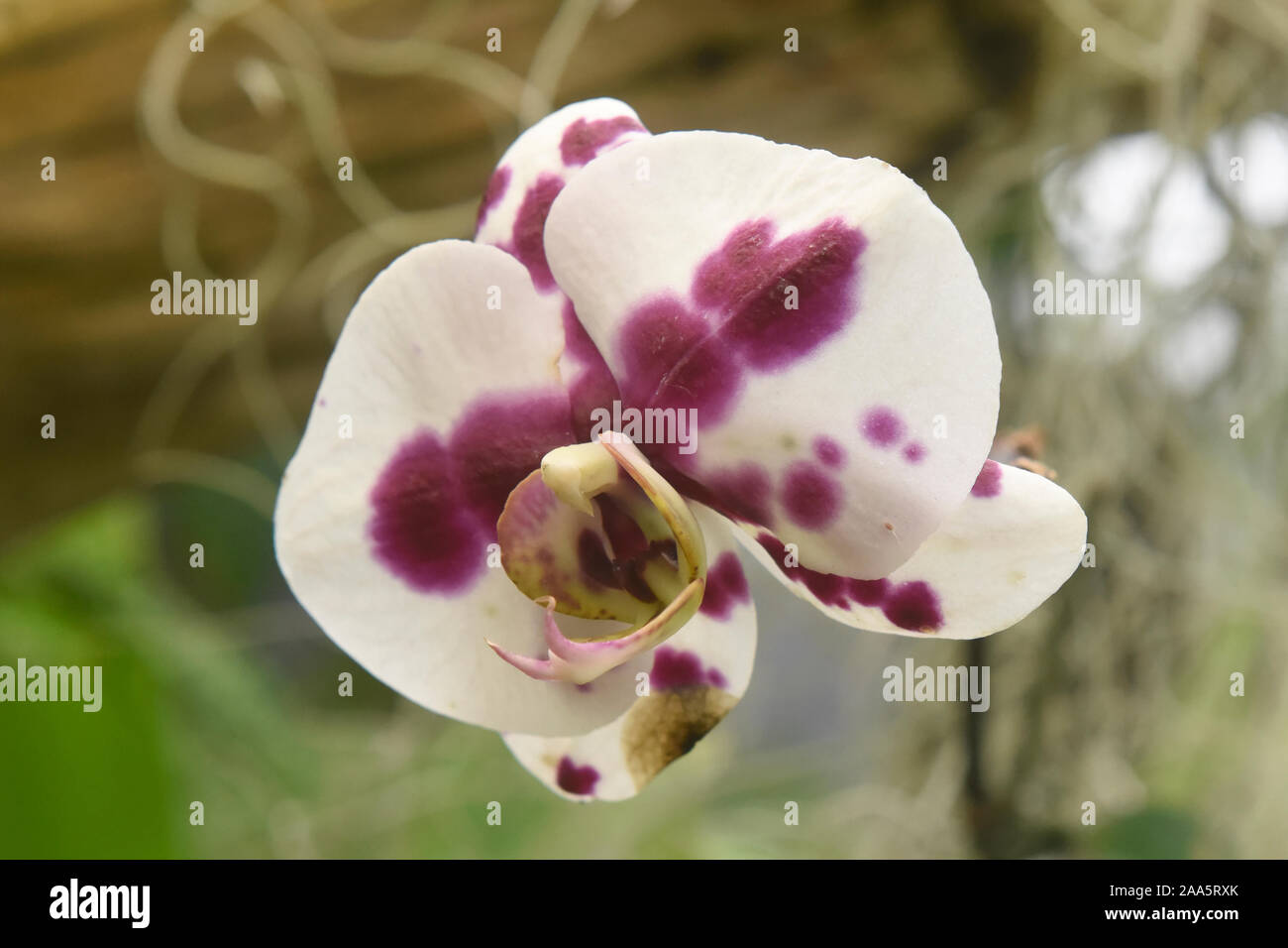 Beautiful ground orchid in the Quito Botanical Gardens, Quito, Ecuador Stock Photo