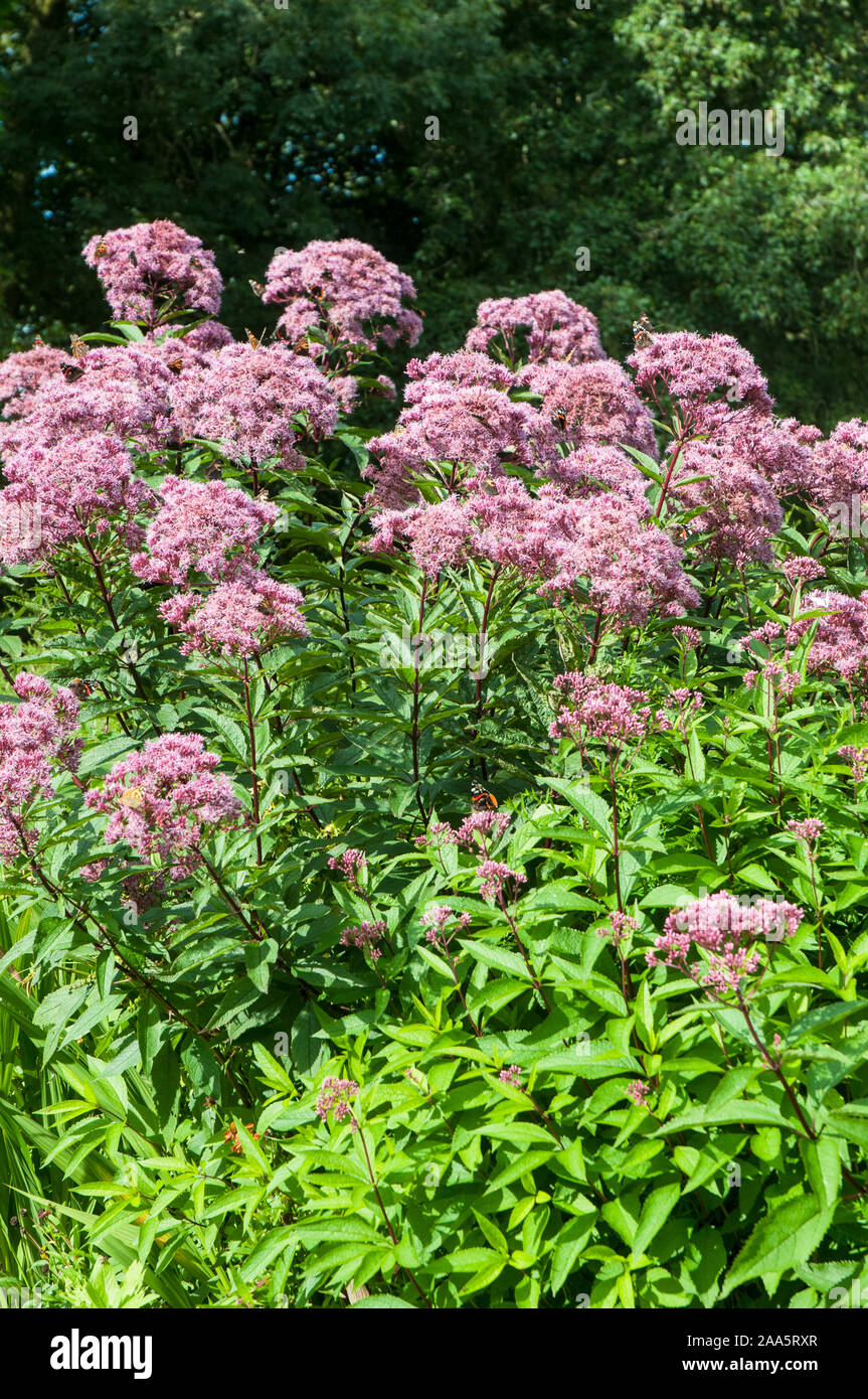 Butterflies feeding on Hemp Agrimony Eupatorium purpureum in late summer. An herbaceous evergreen perennial that is fully hardy. Stock Photo