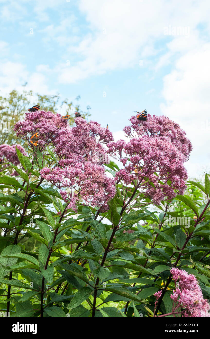 Butterflies feeding on Hemp Agrimony Eupatorium purpureum in late summer. An herbaceous evergreen perennial that is fully hardy. Stock Photo