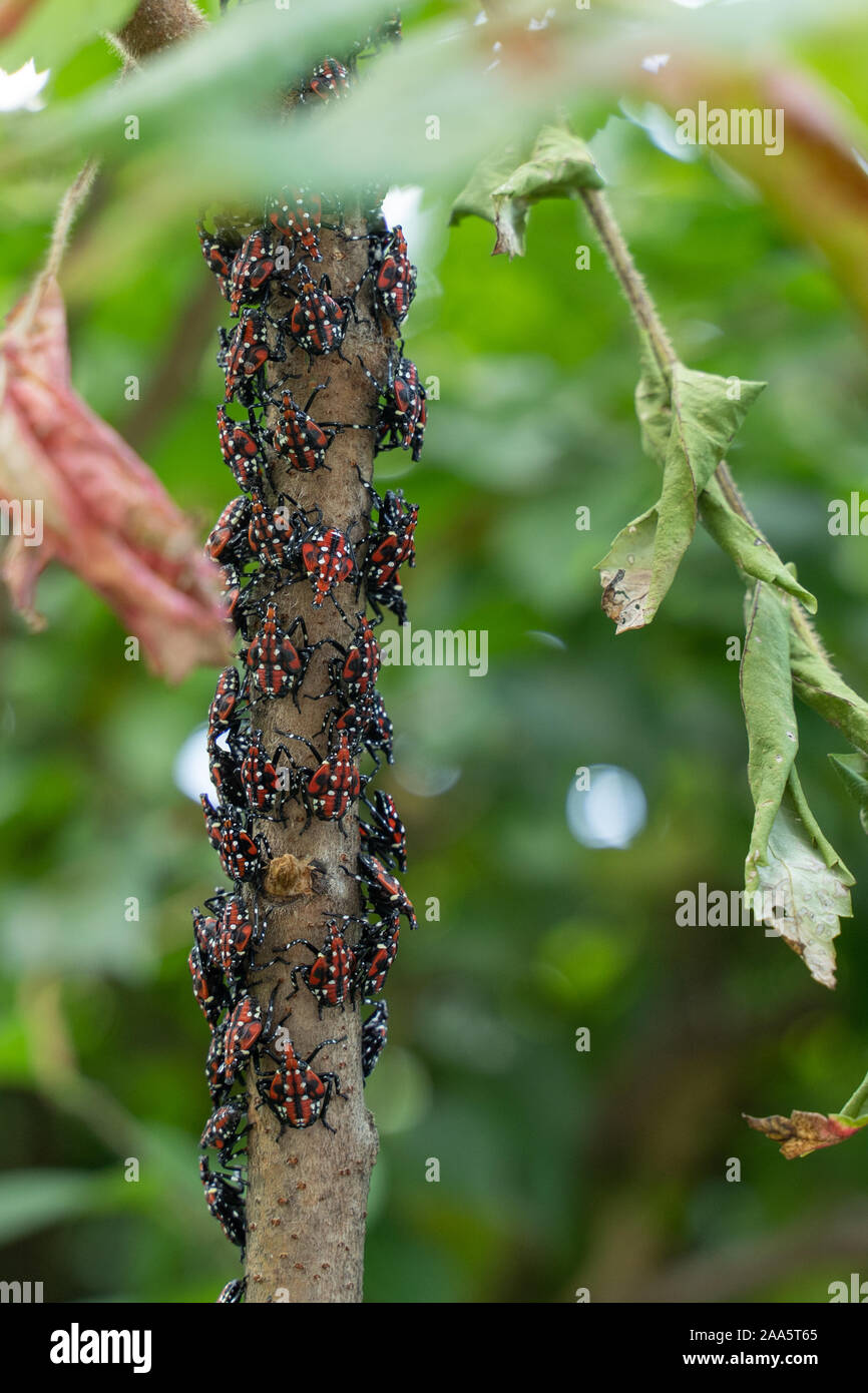 Close-up of Spotted Lanternfly red nymph stage, on sumac tree branch, Berks County, Pennsylvania, lycorma delicatula Stock Photo