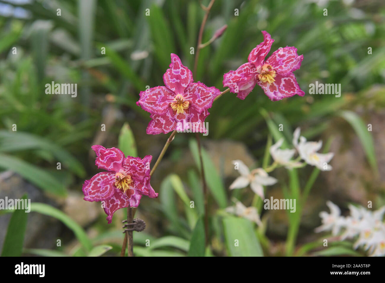 Odontioda orchids in the Quito Botanical Gardens, Quito, Ecuador Stock Photo