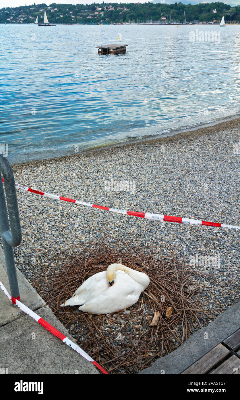 Switzerland, Lake Geneva, swan nesting on beach Stock Photo
