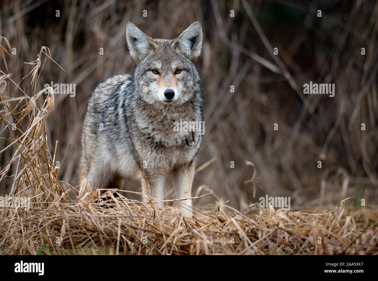 Coyote in the Wild Stock Photo