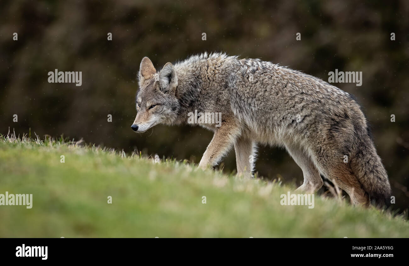 Coyote in the Wild Stock Photo