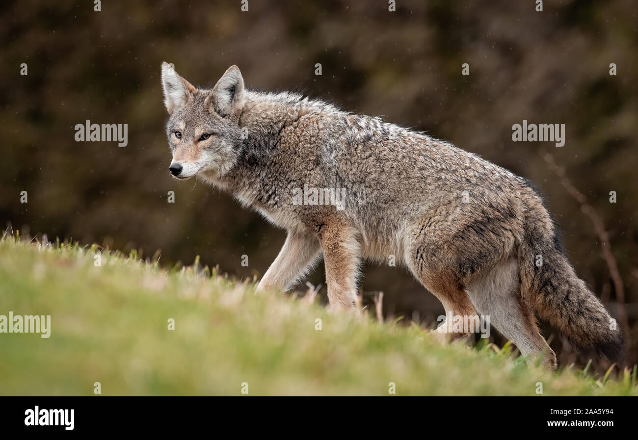 Coyote in the Wild Stock Photo