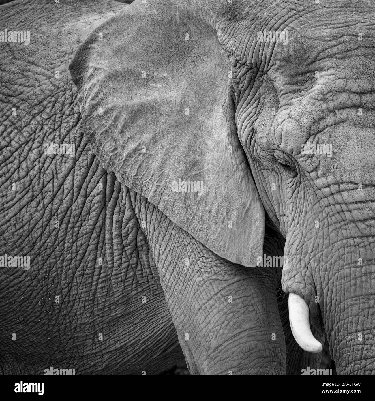 Emotional african elephant black and white portrait. Up close shot of partial profile, face, and body. Frame filling loxodona africana. Emotional anim Stock Photo