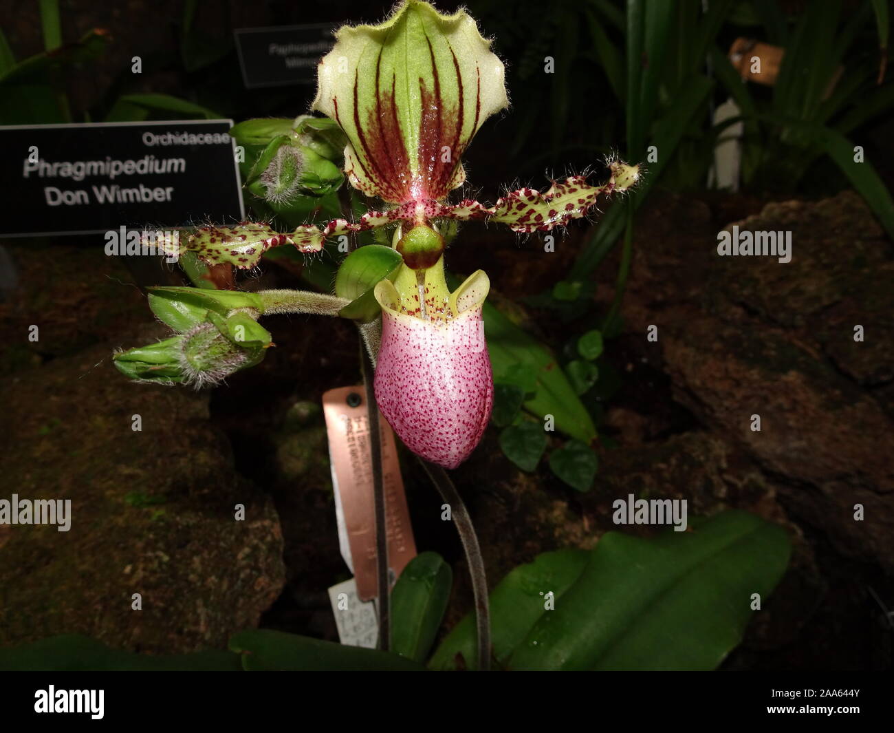 Exotic Don Wilber Paphiopedilum lady slipper orchid Stock Photo