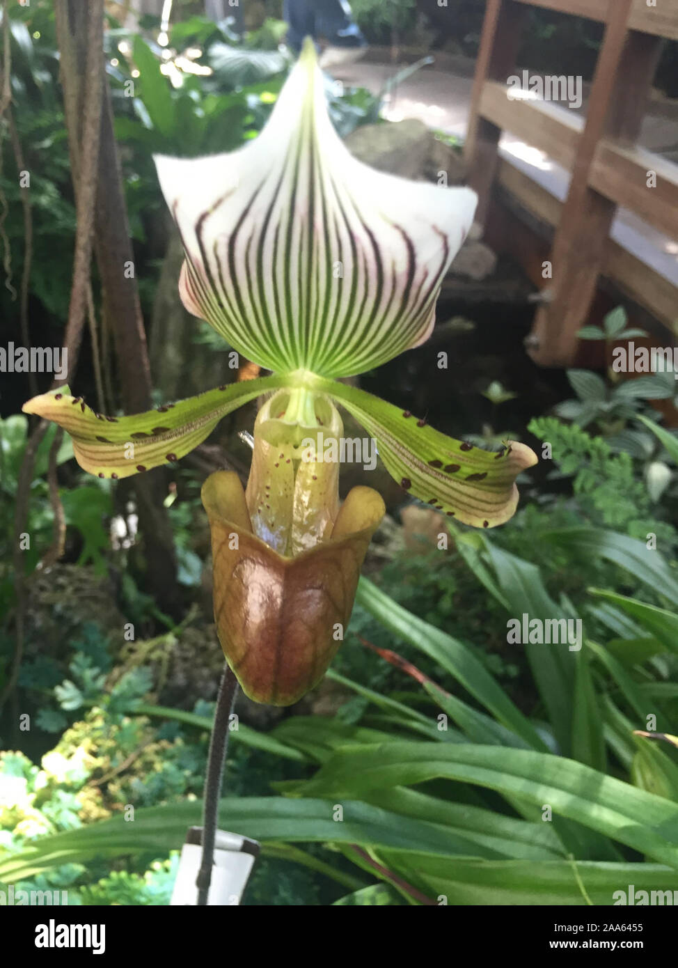 Paphiopedilum barbatum var. nigritum 'Pygmy' Live Orchid Stock Photo