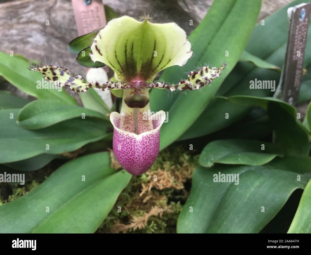Paphiopedilum victoria regina orchid Stock Photo