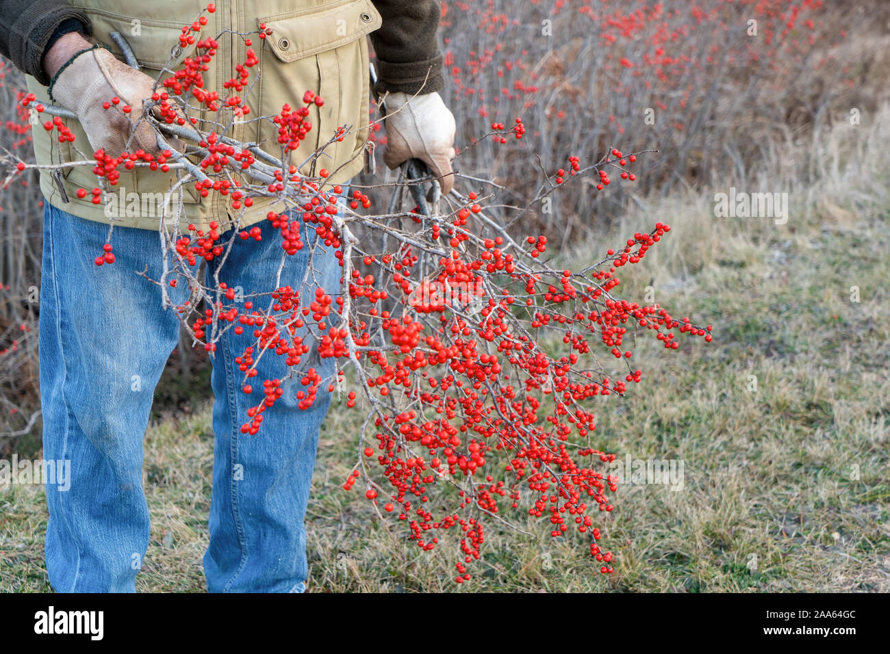 A man harvesting wild growing winter berries. Stock Photo