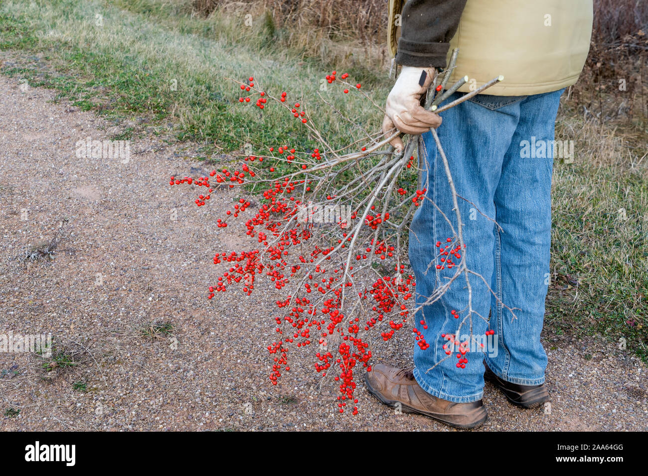A man harvesting wild growing winter berries. Stock Photo