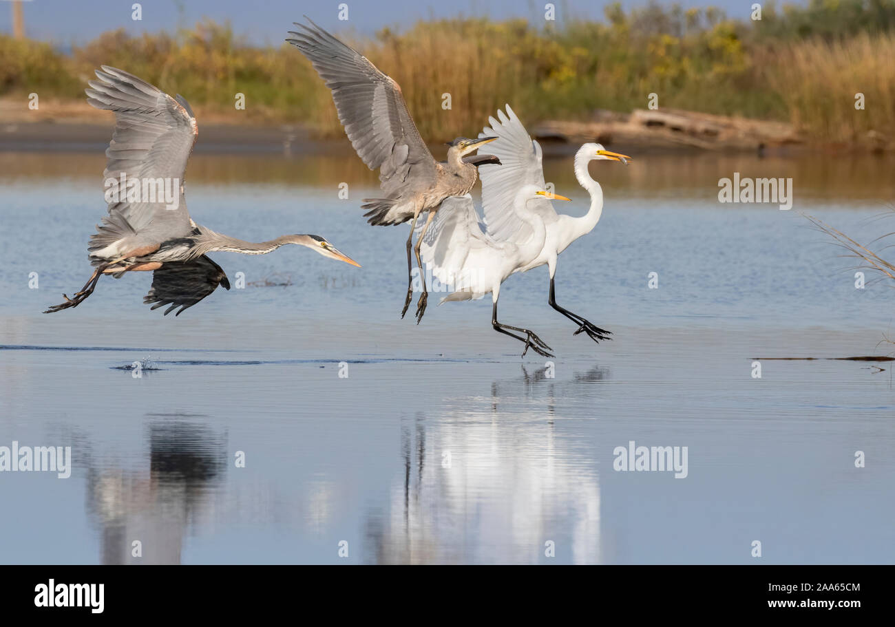 The adult great blue heron is chasing the juvenile one and scared two great egrets fishing nearby Stock Photo