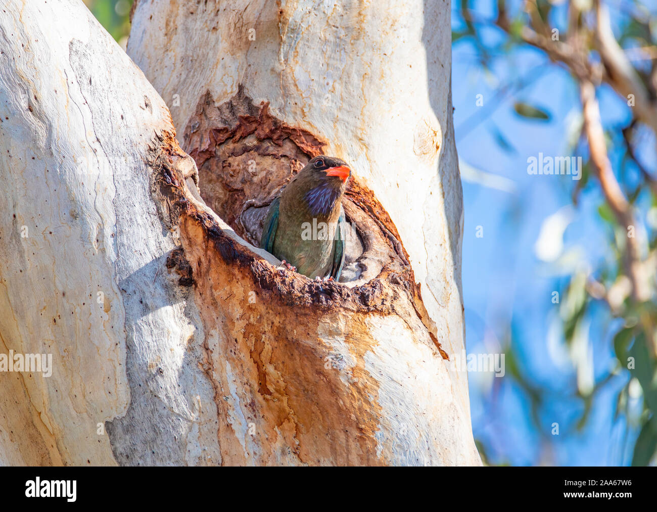 A Dollar Bird photographed at it's nesting hollow in a eucalyptus tree in Queensland, Australa Stock Photo