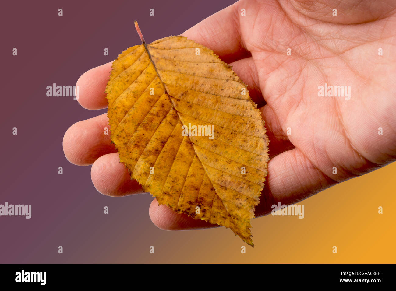 Hand holding a dry autumn leaf in hand on a white background Stock