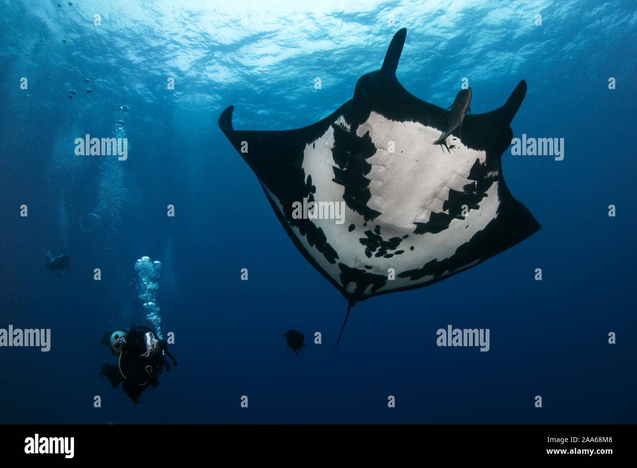 Black oceanic giant manta ray (Mobula birostris) and scuba diver in San ...