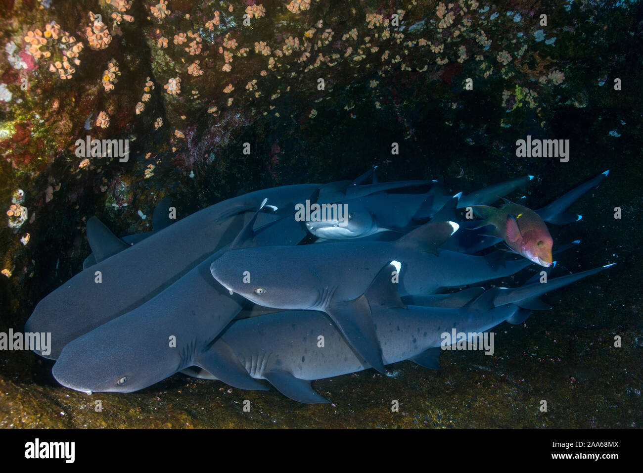 Group of white tip sharks (Triaenodon obesus) rest on a layer of Roca Partida in Revillagigedo, Mexico Stock Photo