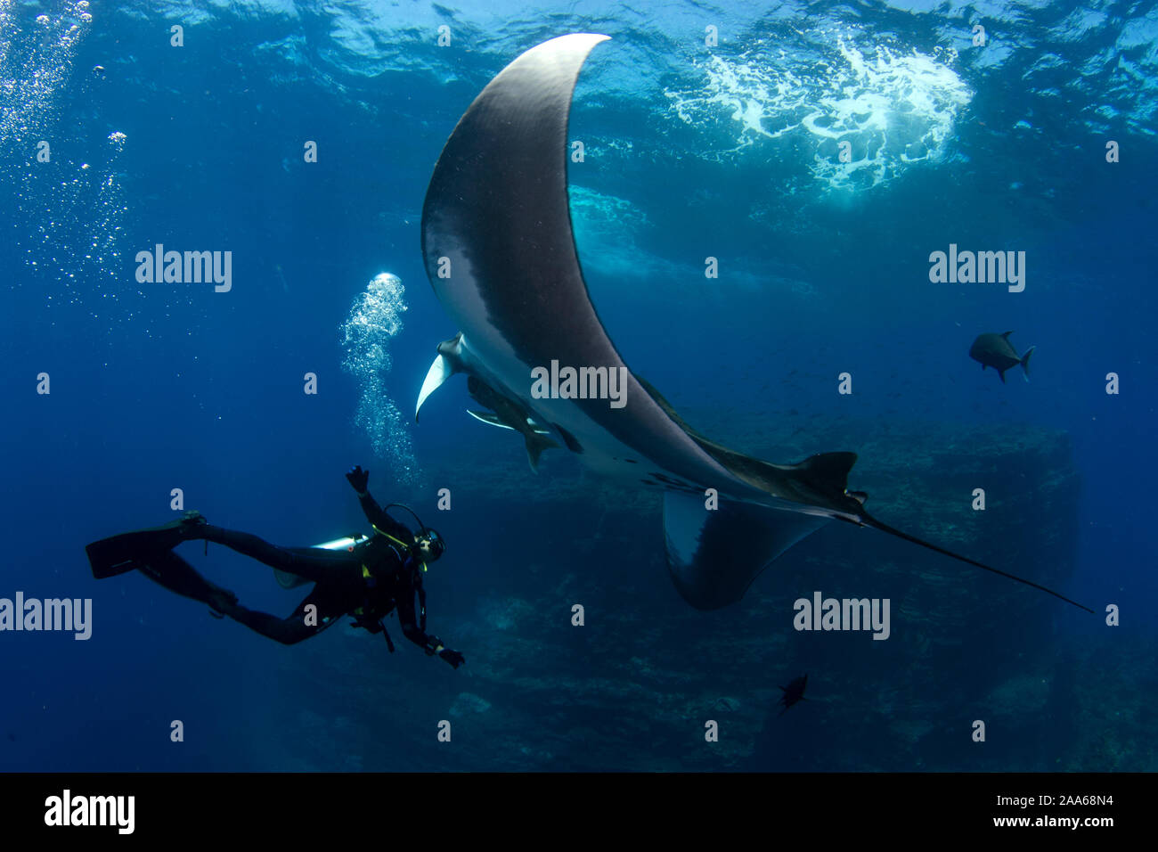 Scuba diver and Giant Manta Ray (Mobula birostris) encounter at el