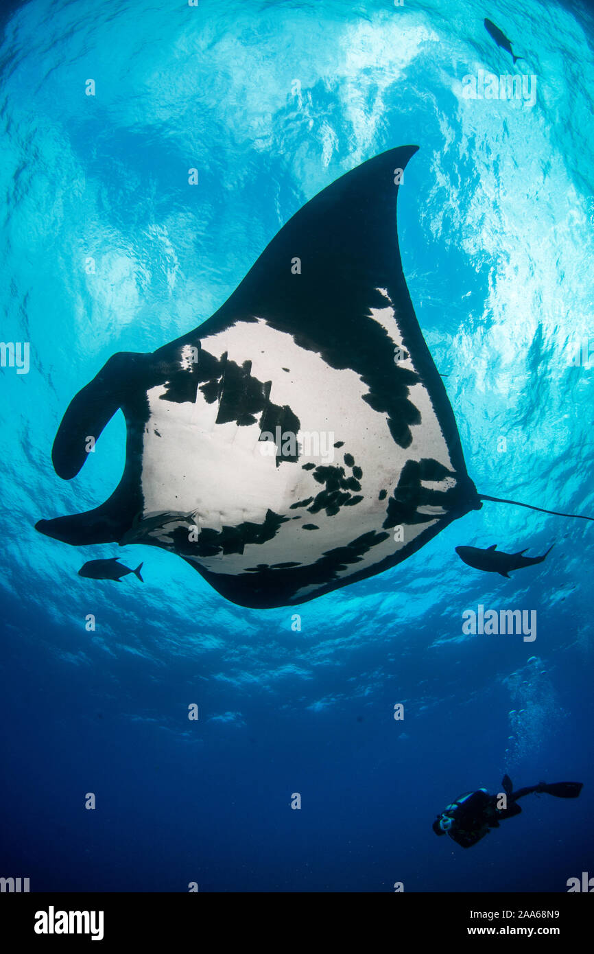 Giant oceanic manta ray (Mobula birostris) and scuba diver in San ...