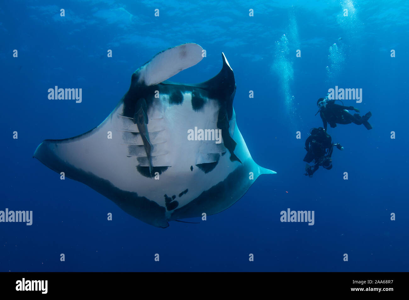 An oceanic giant manta ray (Mobula birostris) and two scuba divers on ...