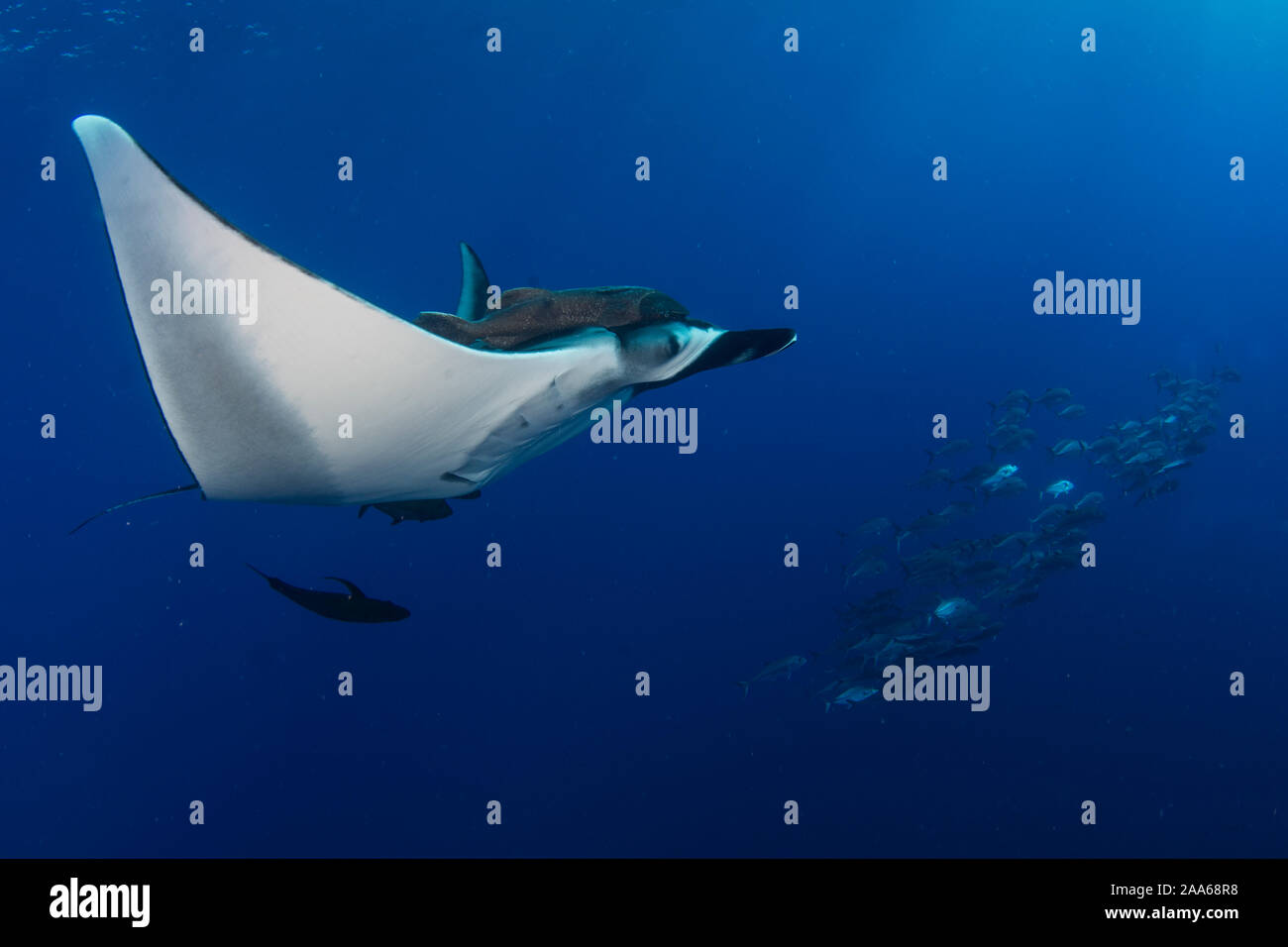 Giant Oceanic Manta ray, Manta birostris, and school of jack fish on