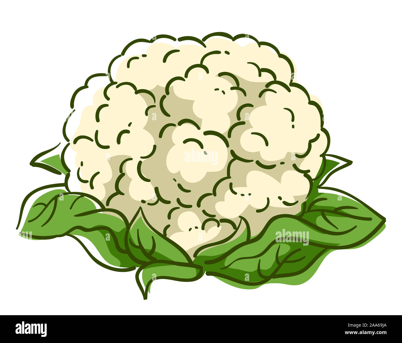 Cauliflower clipart hi-res stock photography and images - Alamy