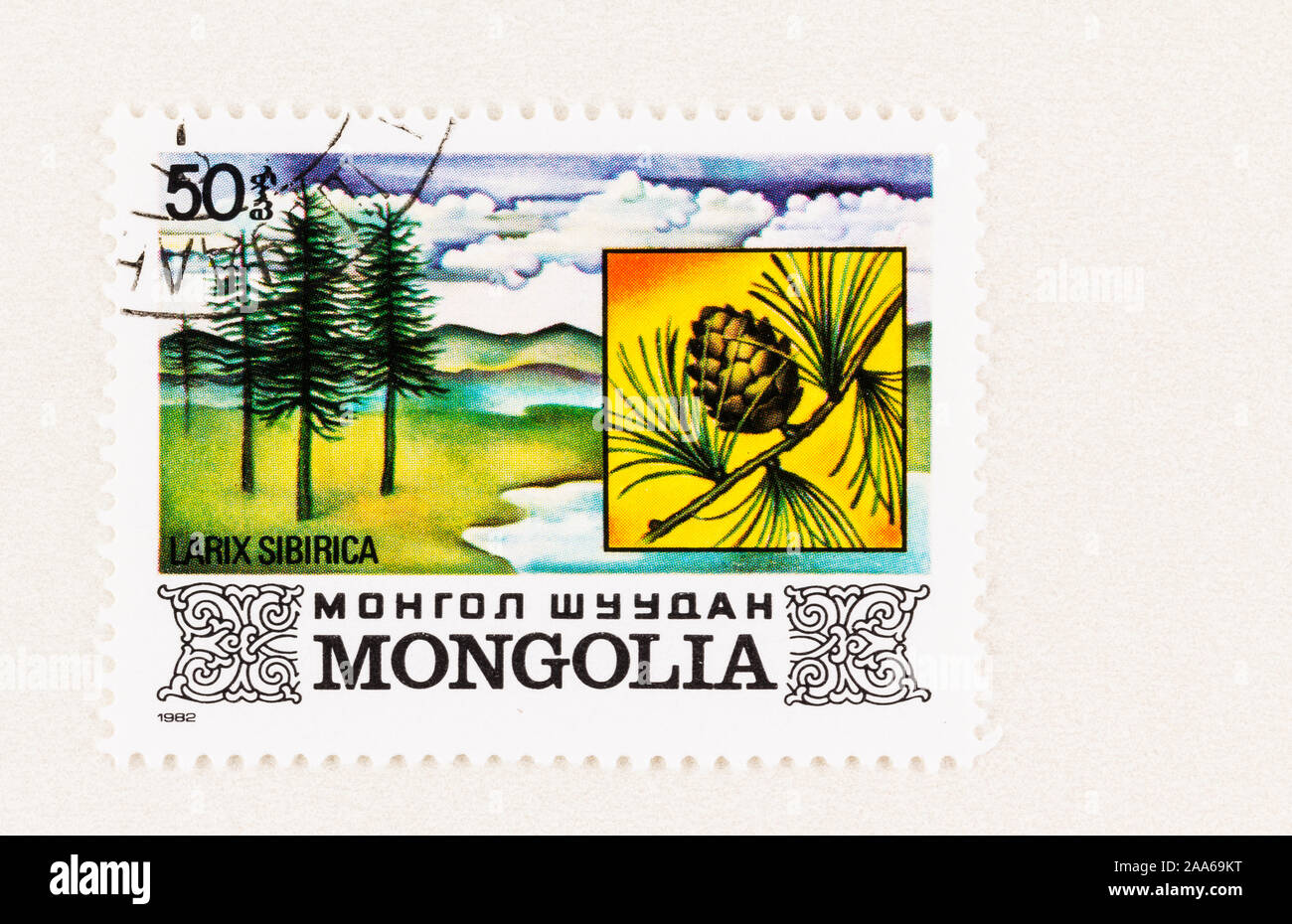SEATTLE WASHINGTON - October 5, 2019: Mongolia postage stamp featuring native deciduous Siberian Larch with close up cone detail. Stock Photo