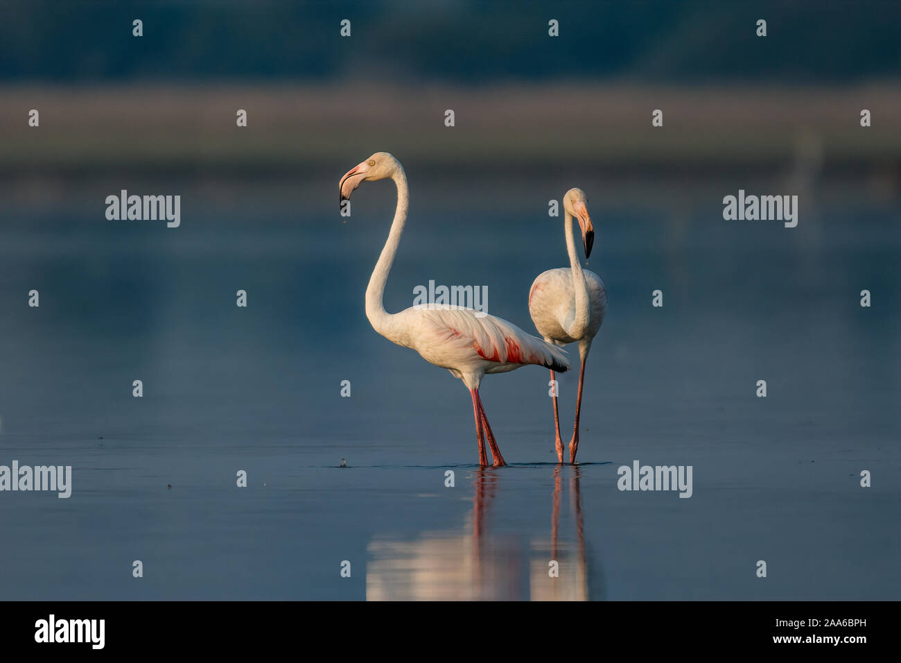 Greater Flamingos, Wading through water on a cold winter morning during golden hour Stock Photo