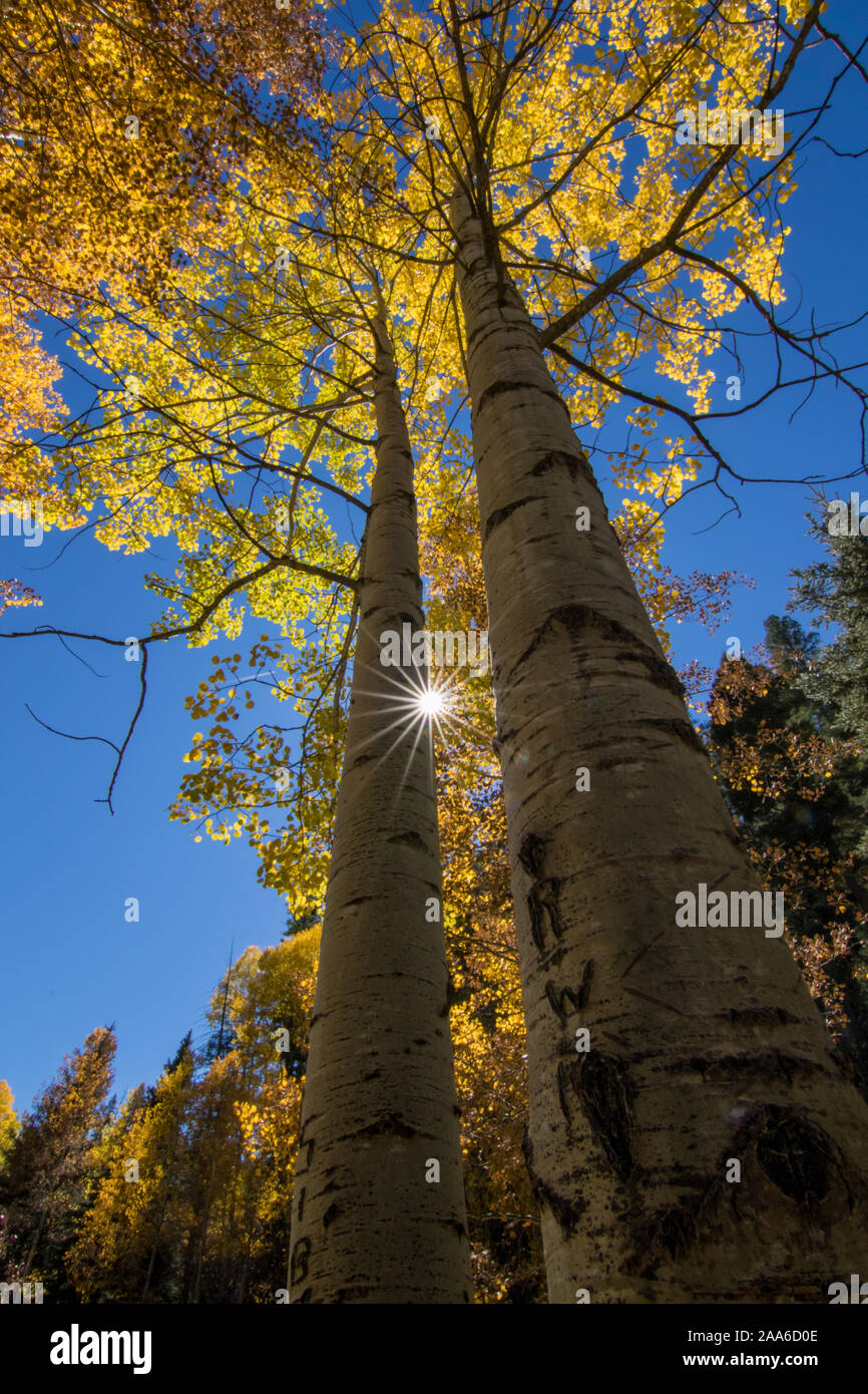 A bright sunburst between two aspen trees in fall. Stock Photo