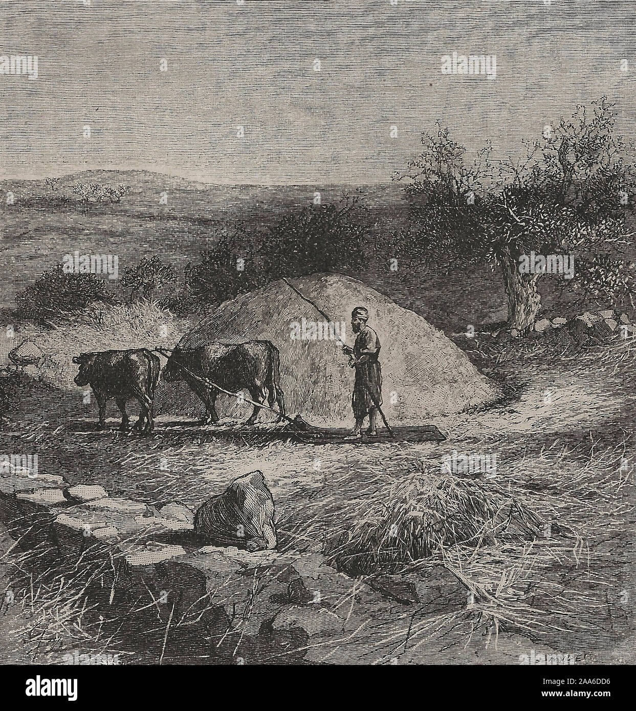 Summer Threshing Floor in Palestine, circa 1880 Stock Photo Alamy