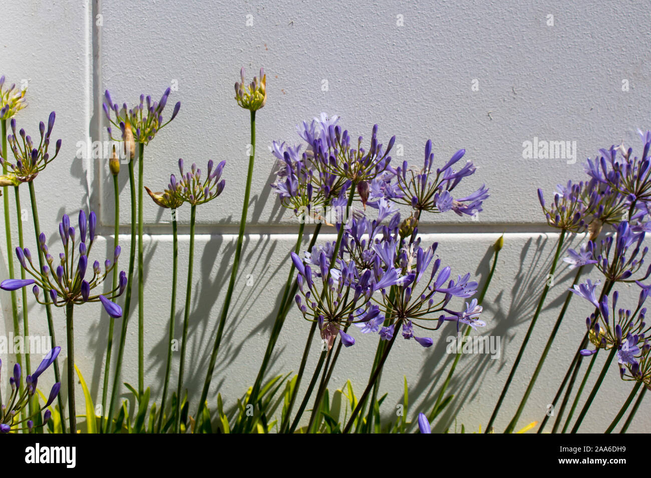 Stately purple agapanthus Lily of the Nile  genus in subfamily Agapanthoideae of plant family Amaryllidaceae contrasted against a concrete wall . Stock Photo