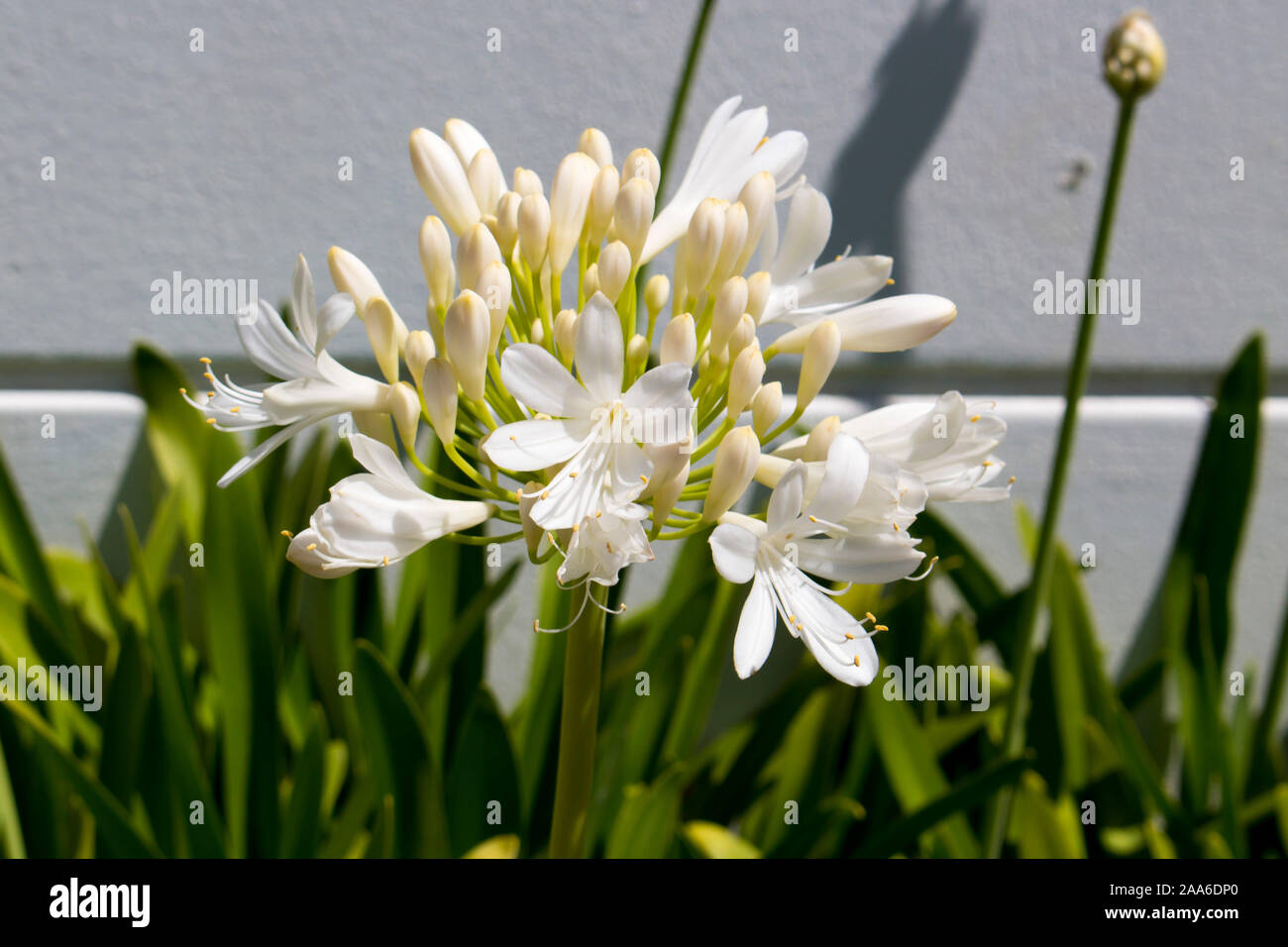 Stately snow white  agapanthus Lily of the Nile  genus in  subfamily Agapanthoideae of plant family Amaryllidaceae contrasted against  long green stem. Stock Photo