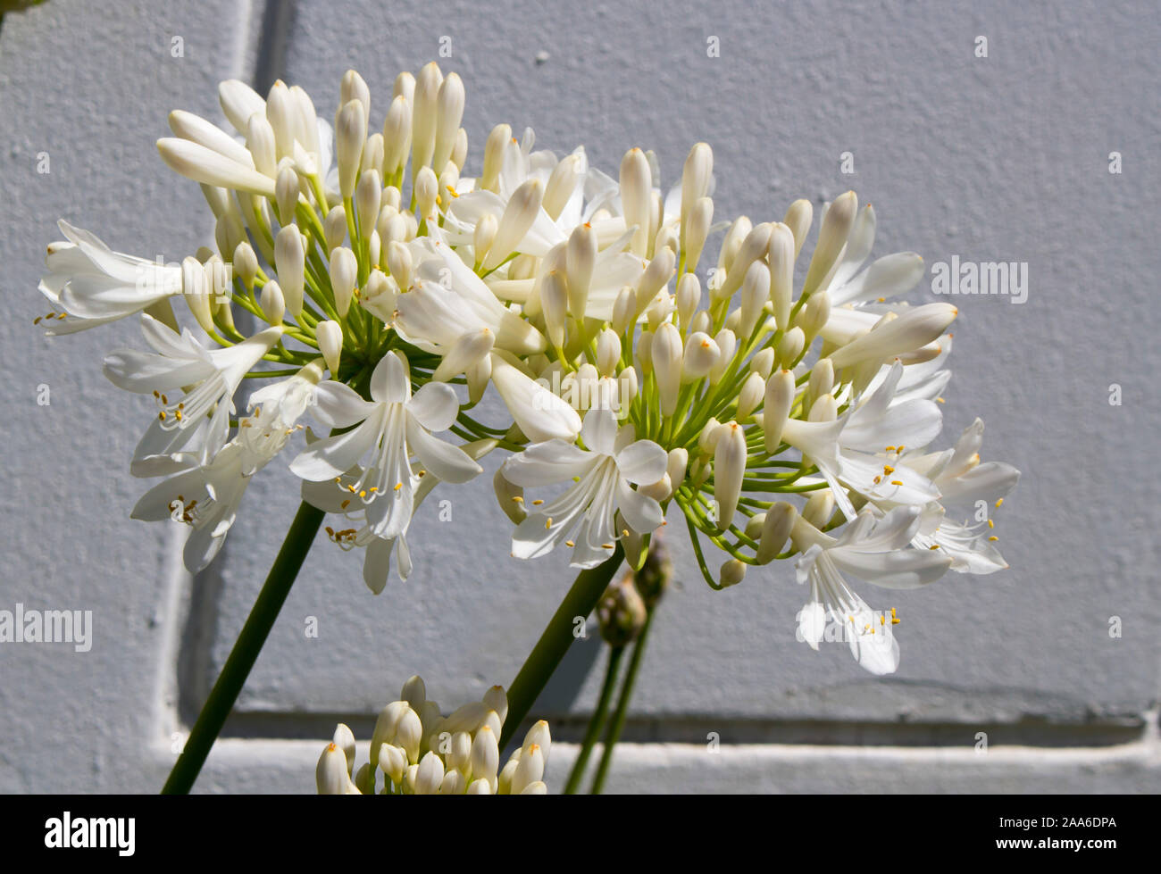 Stately snow white  agapanthus Lily of the Nile  genus in  subfamily Agapanthoideae of plant family Amaryllidaceae contrasted against  long green stem. Stock Photo