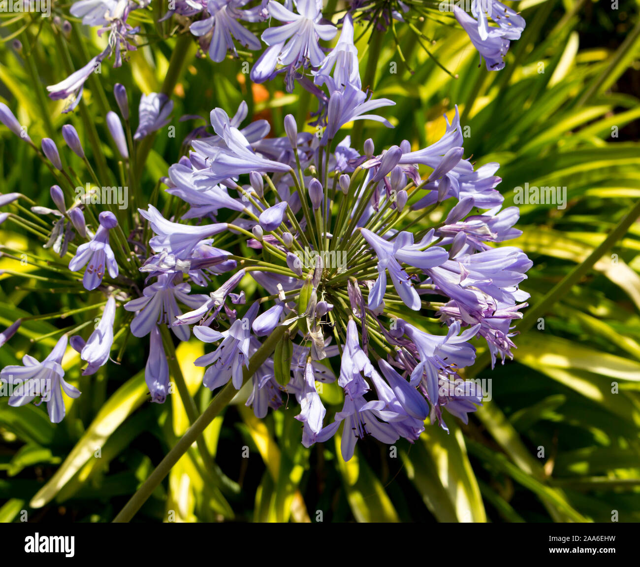 Stately purple agapanthus Lily of the Nile  genus in subfamily Agapanthoideae of plant family Amaryllidaceae contrasted against a concrete wall . Stock Photo