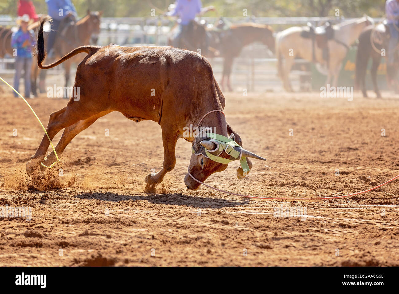 Calf being lassoed in a team calf roping event by cowboys at a country rodeo Stock Photo