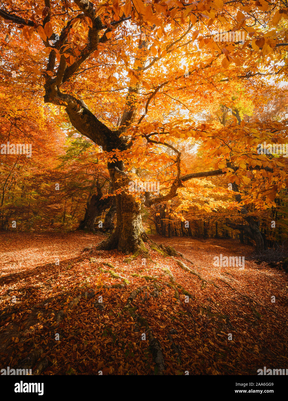 Beech tree in a forest. Autumn landscape. Beautiful fall scenery bacground for travel materials Stock Photo