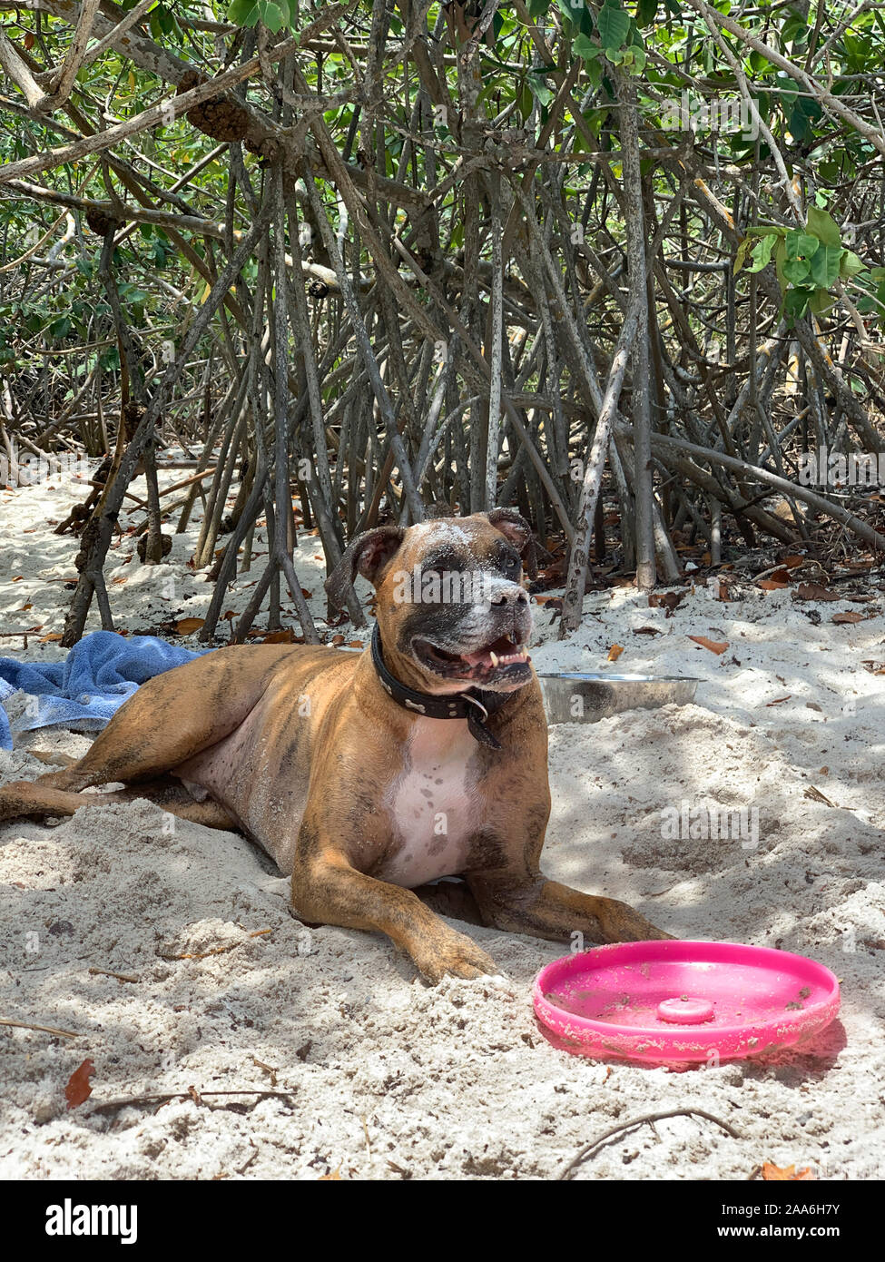 big boxer dog gets dirty at the beach Stock Photo Alamy