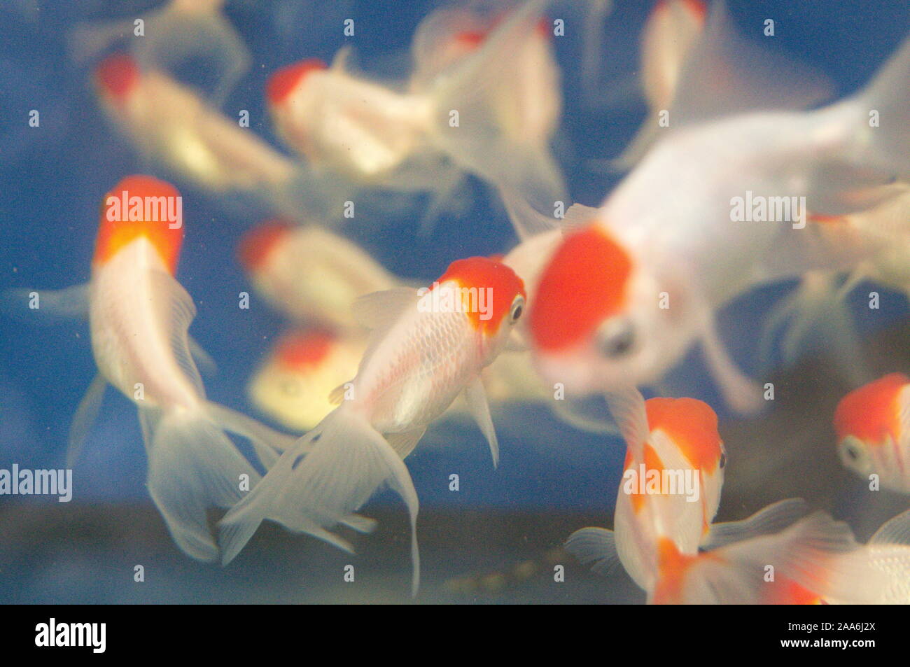 44 Aquarium Koki Koi Terbaru